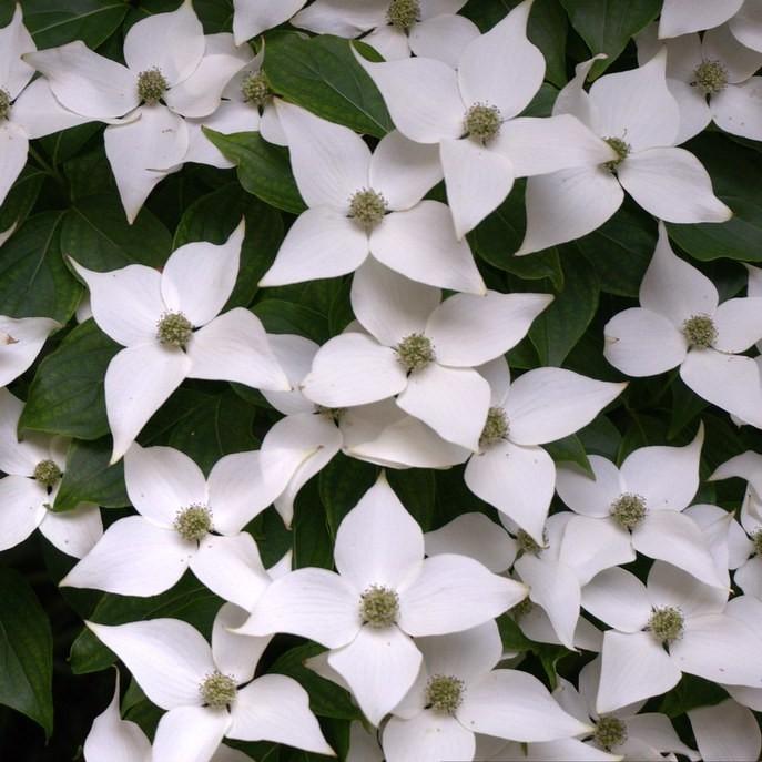 Milky Way Chinese Dogwood (Cornus kousa 'Milky Way') plant — close-up photo