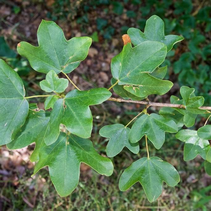 Montpellier maple (Acer monspessulanum) plant — close-up photo
