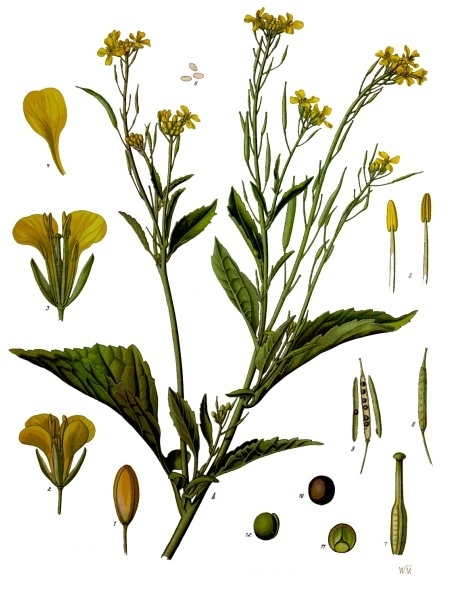 mustard greens (Brassica juncea 'Japanese Giant Red') plant — close-up photo