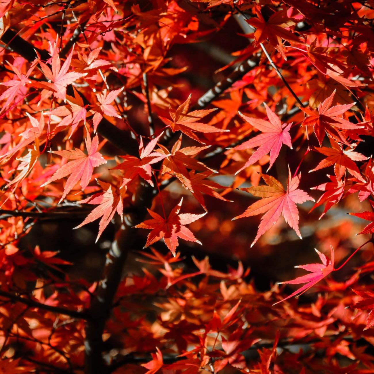 Nishiki Gawa Japanese Maple* (Acer palmatum 'Nishiki Gawa') plant — close-up photo