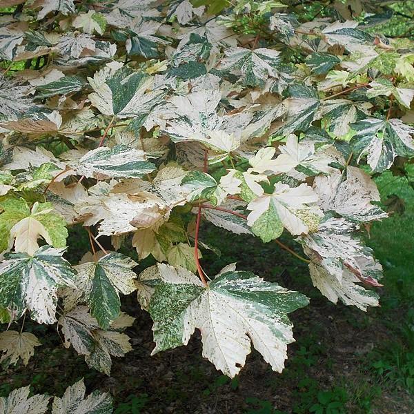 Nizetii Sycamore Maple (Acer pseudoplatanus 'Nizetii') plant — close-up photo