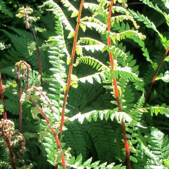 northern lady fern (Athyrium filix-femina var. angustum) plant — close-up photo