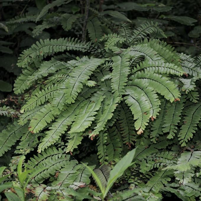 Northern maidenhair fern (Adiantum pedatum) plant — close-up photo
