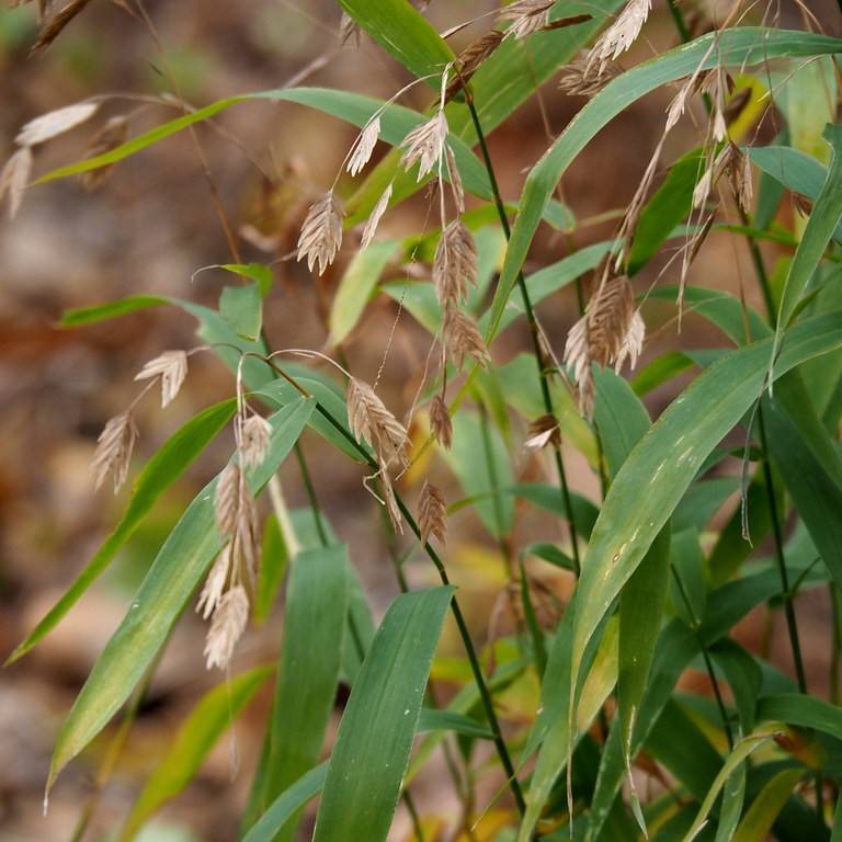 northern sea oats (Chasmanthium latifolium) plant — close-up photo