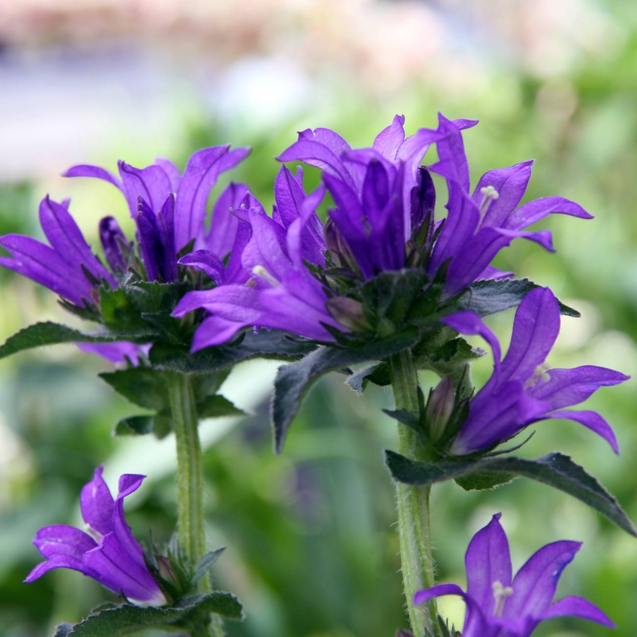 Odessa bellflower (Campanula glomerata var. dahurica 'Odessa') plant — close-up photo