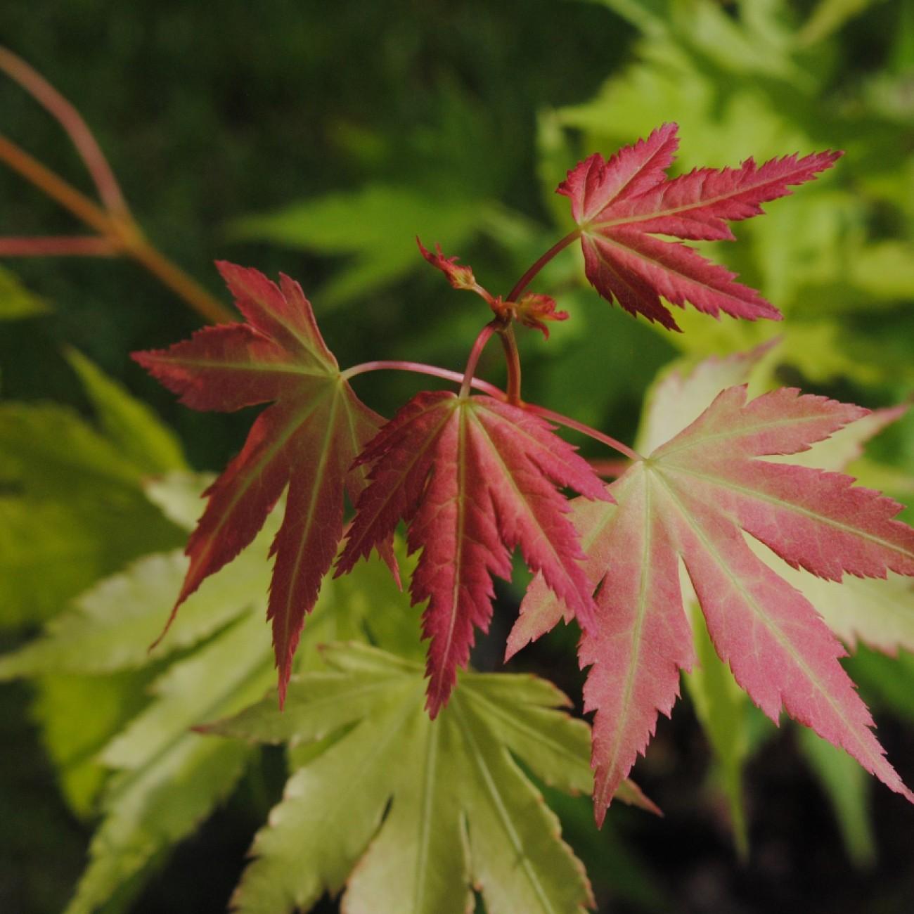 Orange Dream Japanese Maple (Acer palmatum 'Orange Dream') plant — close-up photo