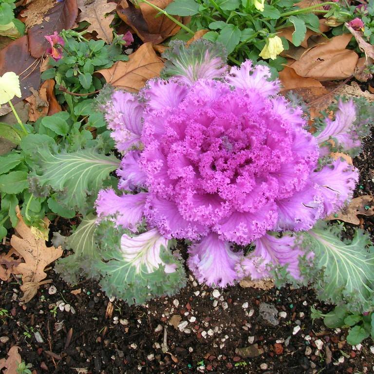 ornamental cabbage (Brassica oleracea (Ornamental Cabbage and Kale Group)) plant — close-up photo