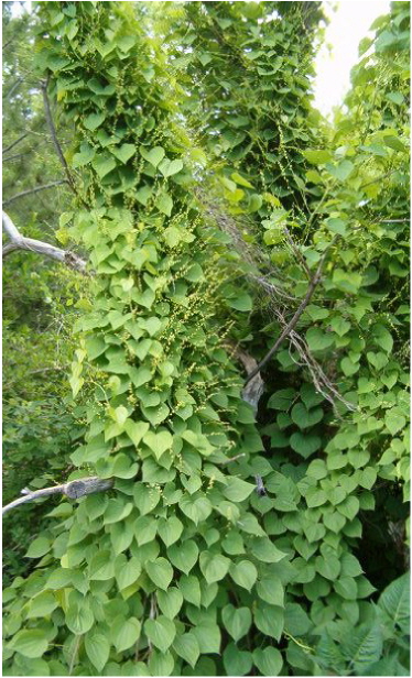 ornamental yam (Dioscorea discolor) plant