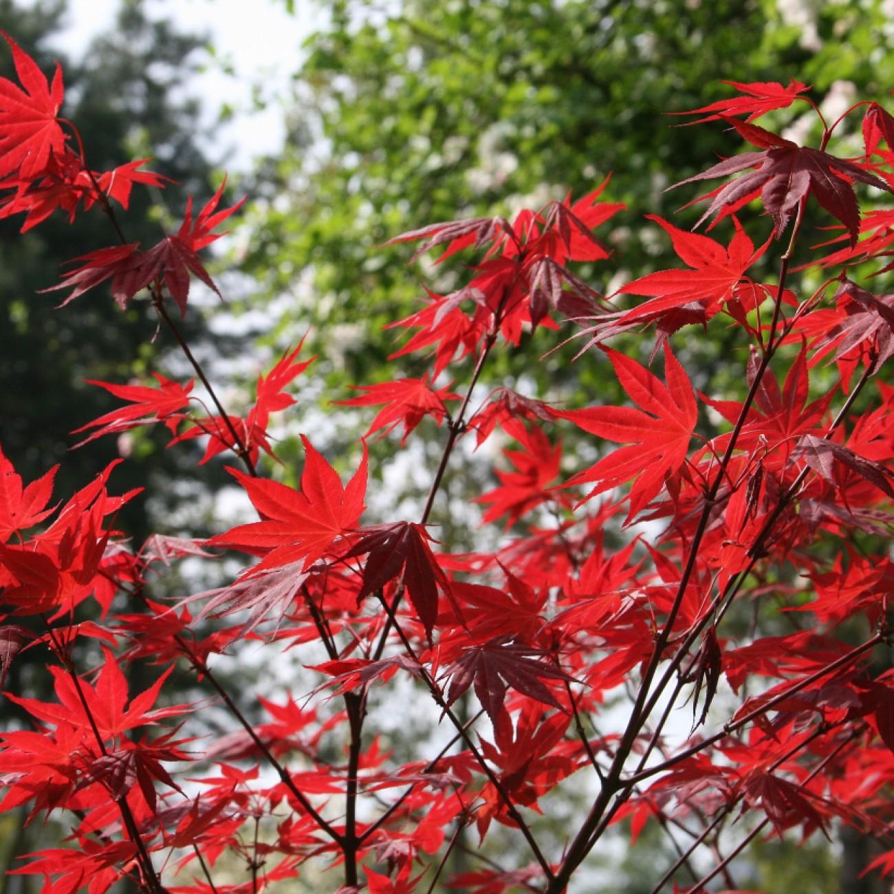 Oshio Beni Japanese Maple (Acer palmatum 'Oshio Beni') plant — close-up photo