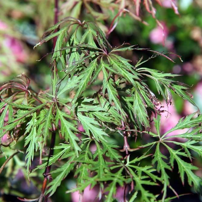 Oshu Shidare Japanese Maple (Acer palmatum 'Oshu Shidare') plant — close-up photo