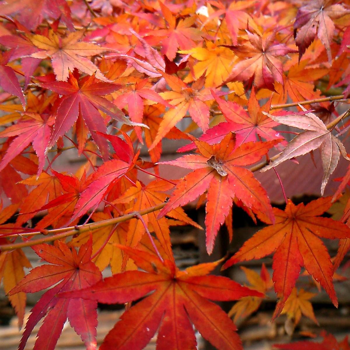 Otome Zakura Japanese Maple* (Acer palmatum 'Otome Zakura') plant — close-up photo