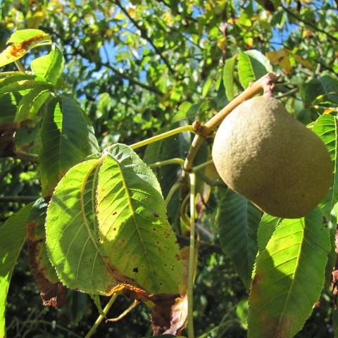 painted buckeye (Aesculus sylvatica) plant — close-up photo