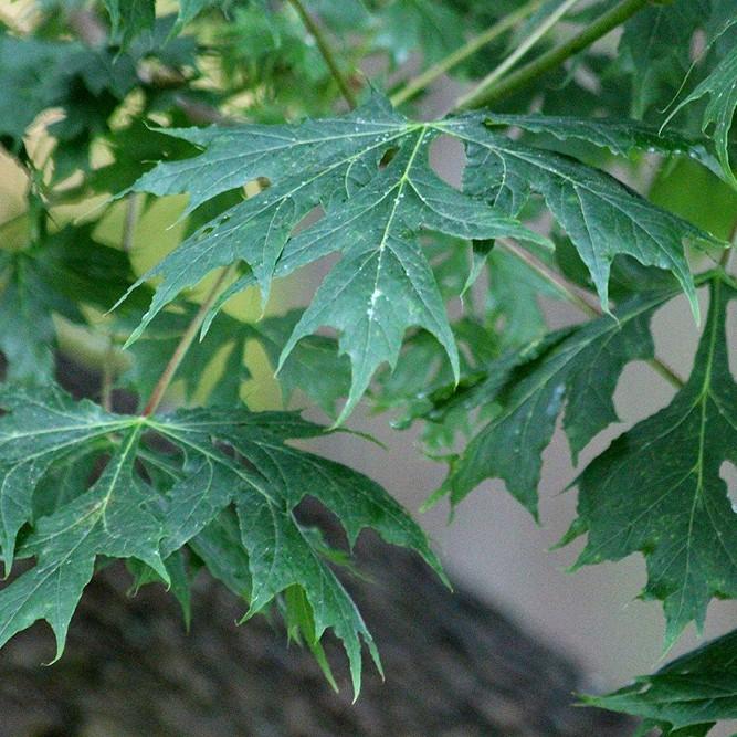 Palmatifidum Japanese Maple* (Acer palmatum 'Palmatifidum') plant — close-up photo