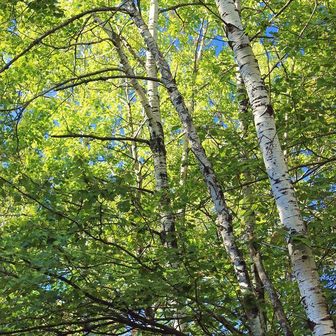 Paper Birch (Betula papyrifera) plant — close-up photo