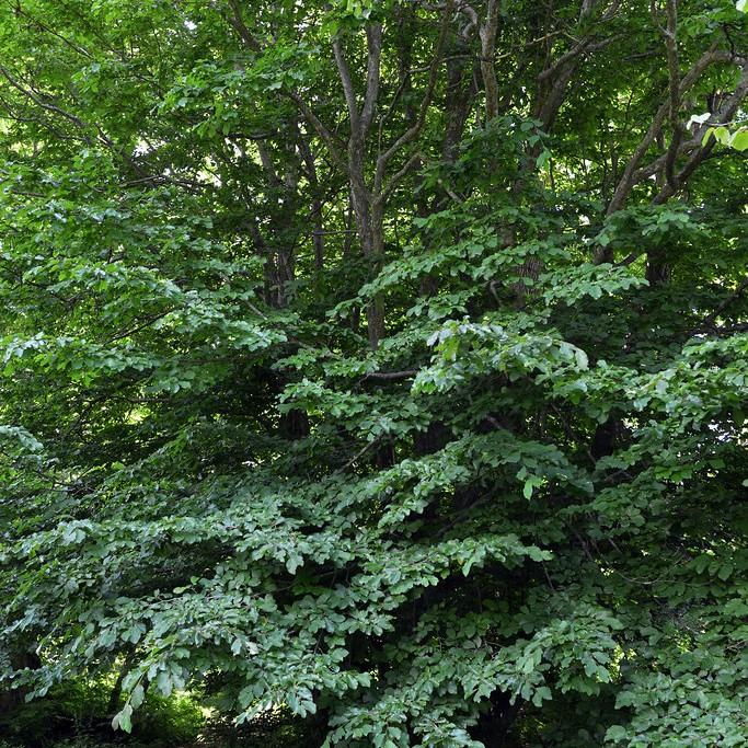 Persian Parrotia (Parrotia persica) plant — close-up photo