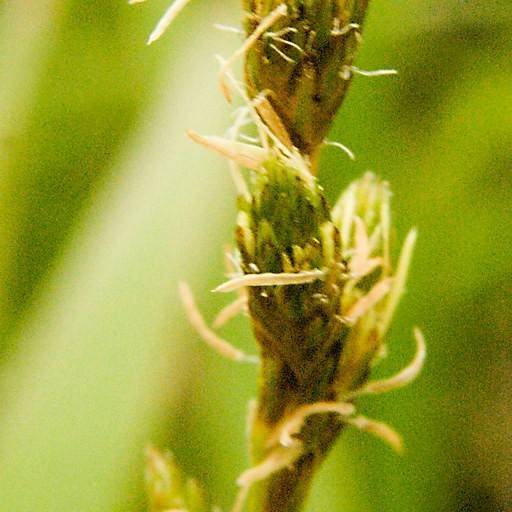 prairie sedge (Carex bicknellii) plant — close-up photo