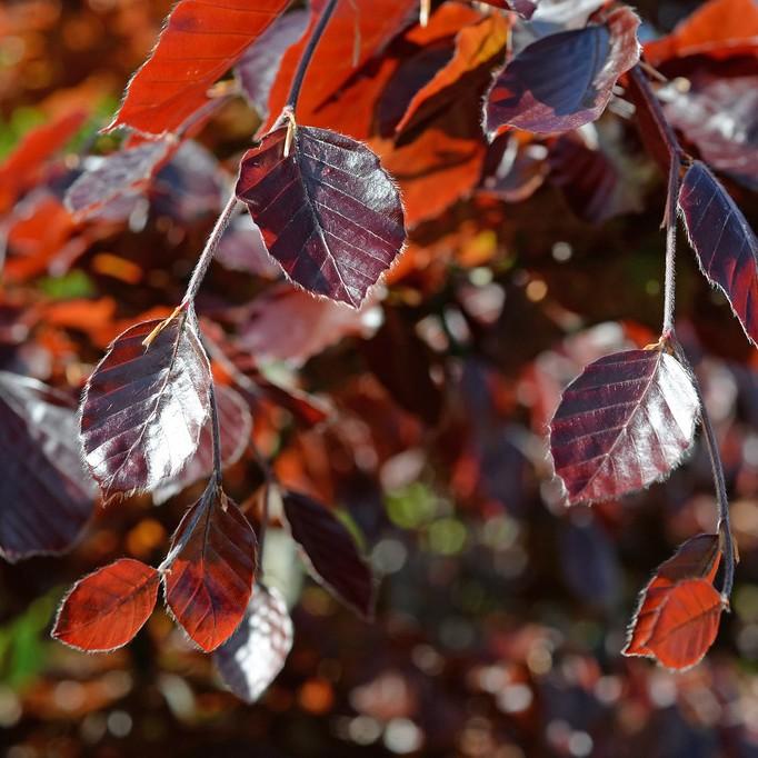 purple beech (Fagus sylvatica (Atropurpurea Group)) plant — close-up photo