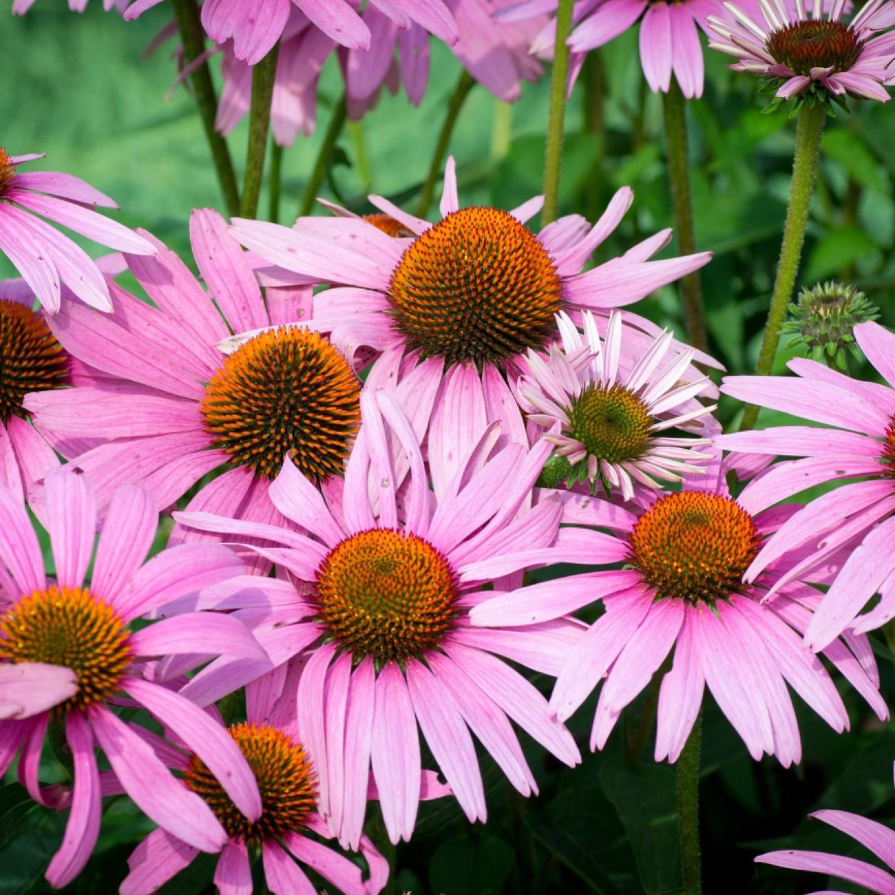 purple coneflower (Echinacea purpurea 'Elbrook' ELTON KNIGHT) plant — close-up photo