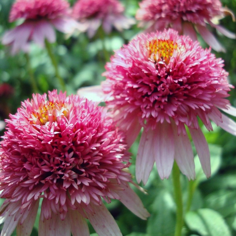 purple coneflower (Echinacea purpurea 'Pink Double Delight') plant — close-up photo