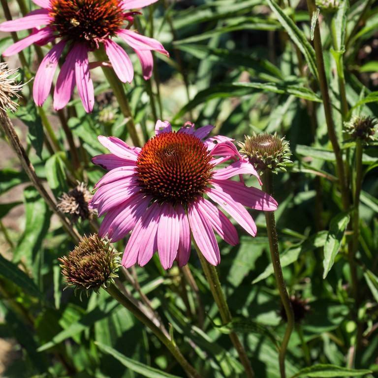 purple coneflower (Echinacea purpurea 'Rubinstern' RUBY STAR) plant — close-up photo