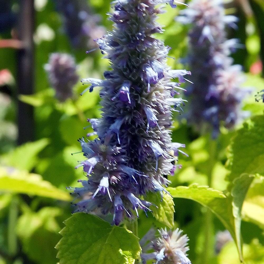 purple giant hyssop (Agastache rugosa 'Golden Jubilee') plant — close-up photo