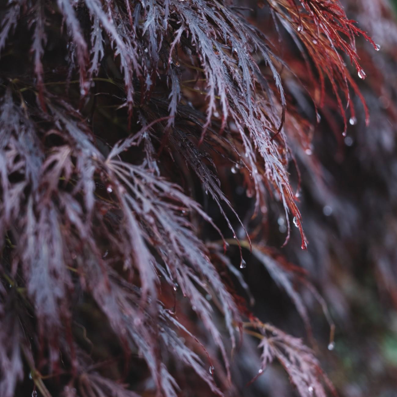 Red Feathers Japanese Maple* (Acer palmatum 'Red Feathers') plant — close-up photo