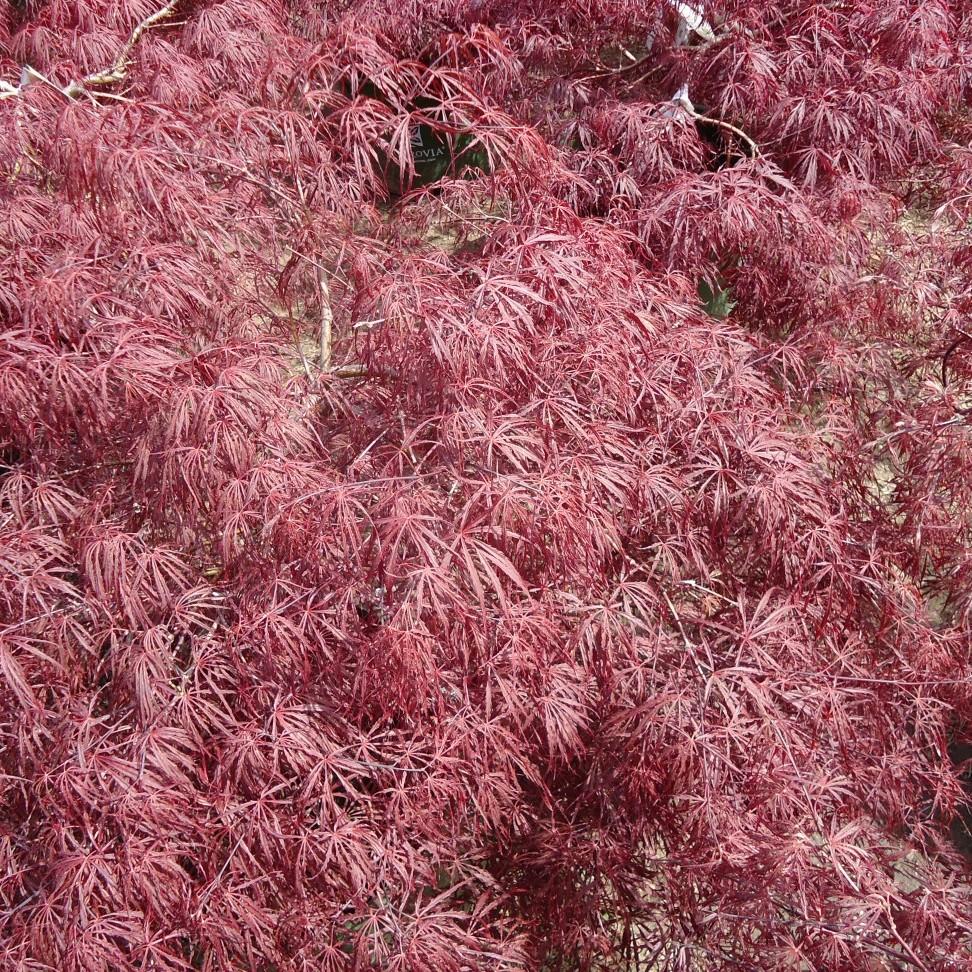 Red Filigree Lace Japanese Maple (Acer palmatum 'Red Filigree Lace') plant — close-up photo