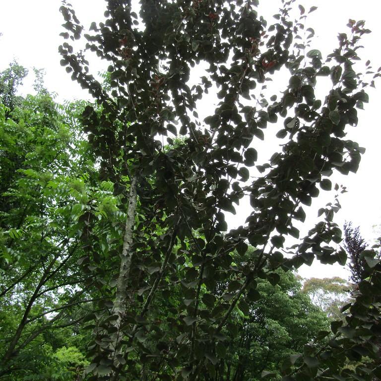 Red Fox Katsura Tree (Cercidiphyllum japonicum 'Rotfuchs') plant — close-up photo