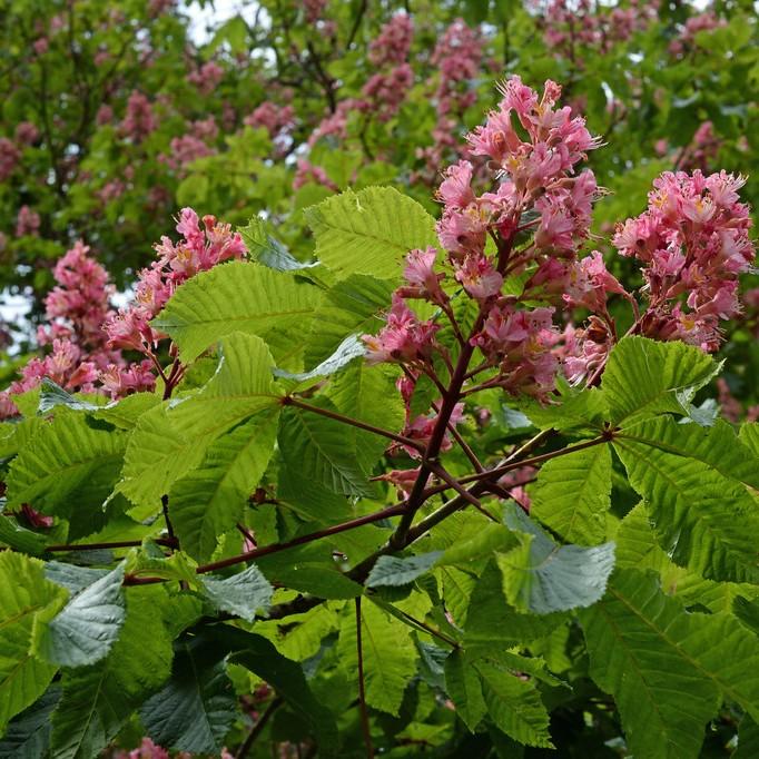 red horse chestnut (Aesculus carnea 'Marginata') plant — close-up photo