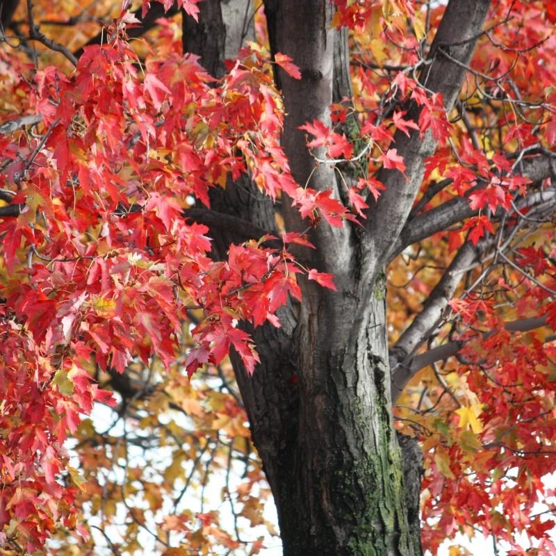 red maple (Acer rubrum 'Franksred' RED SUNSET) plant — close-up photo