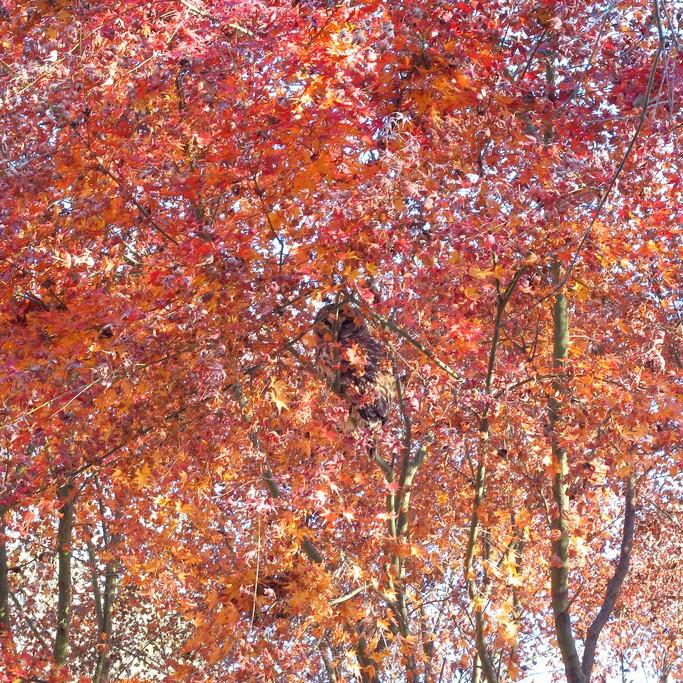 red maple (Acer rubrum 'Karpick') plant — close-up photo