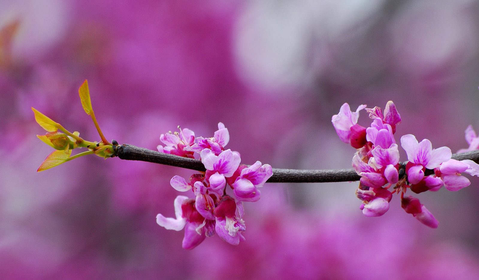 redbud (Cercis 'Merlot') plant — close-up photo