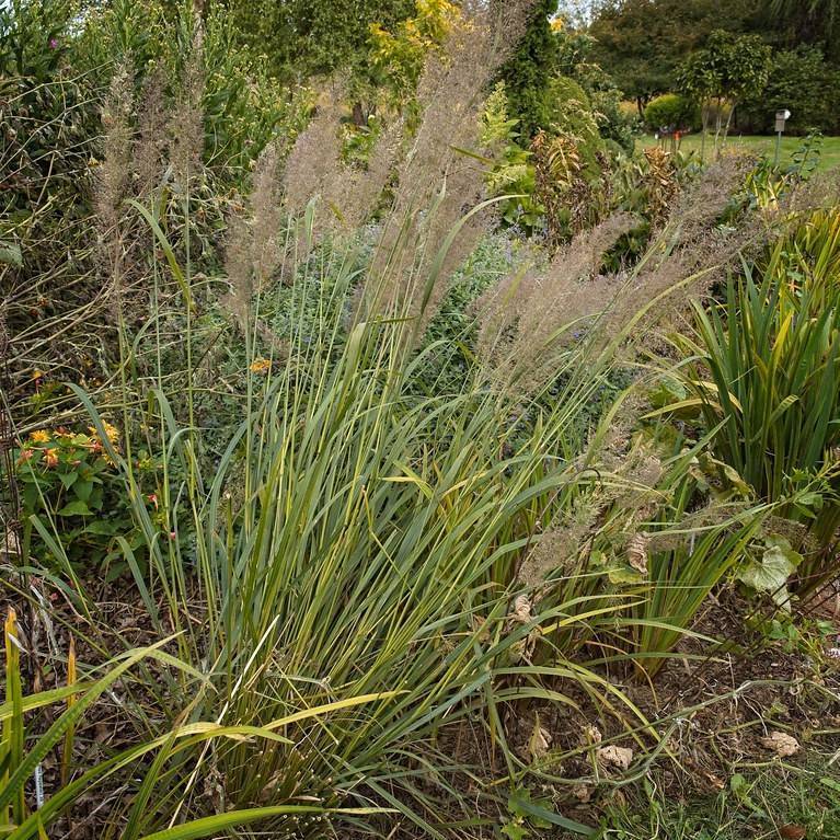 reed grass (Calamagrostis brachytricha) plant — close-up photo