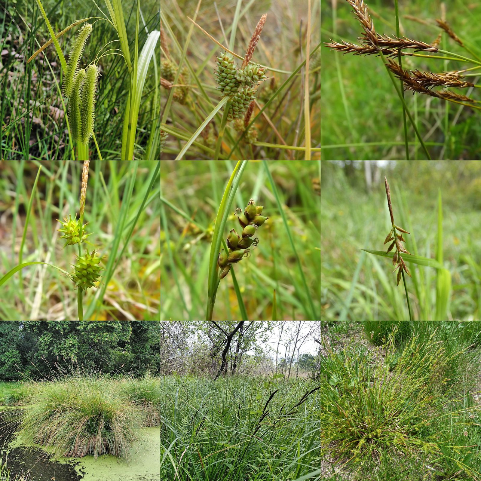 reflexed sedge (Carex retroflexa) plant