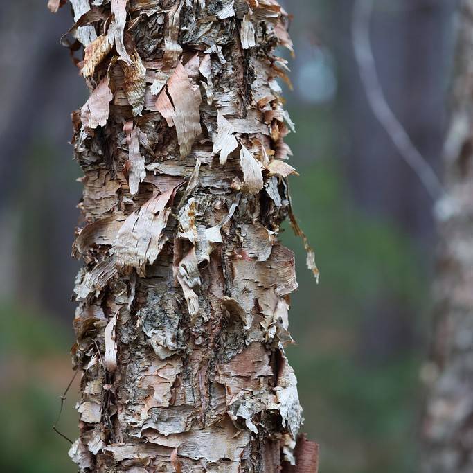 river birch (Betula nigra 'Little King' FOX VALLEY) plant — close-up photo