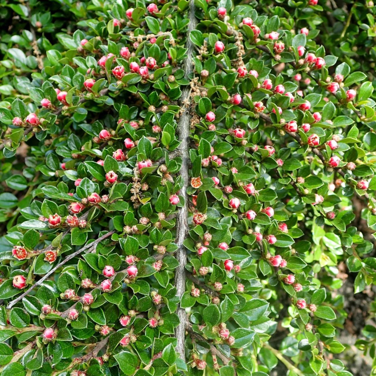 rock cotoneaster (Cotoneaster horizontalis var. perpusillus) plant — close-up photo
