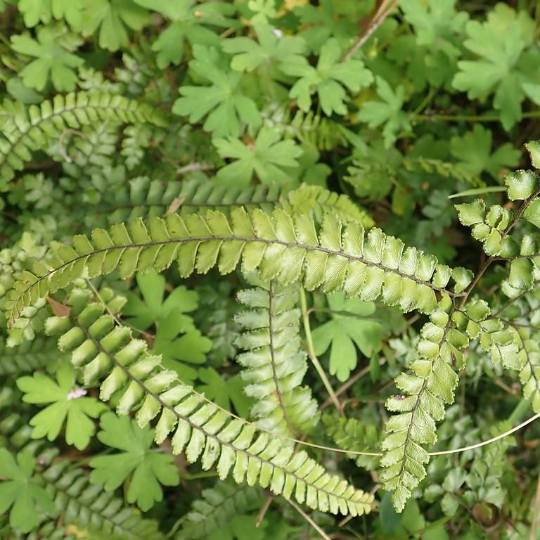 rough maidenhair fern (Adiantum hispidulum) plant — close-up photo
