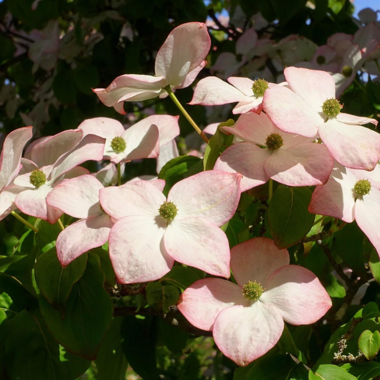 Satomi Chinese Dogwood (Cornus kousa 'Satomi') plant — close-up photo