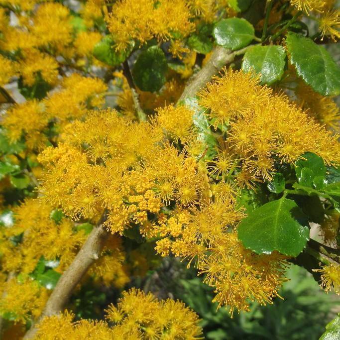 saw toothed azara (Azara serrata ANDEAN GOLD) plant — close-up photo
