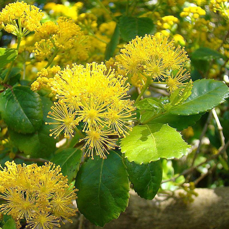 saw toothed azara (Azara serrata) plant — close-up photo