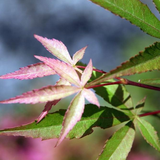 Scolopendrifolium Japanese Maple (Acer palmatum 'Scolopendrifolium') plant — close-up photo