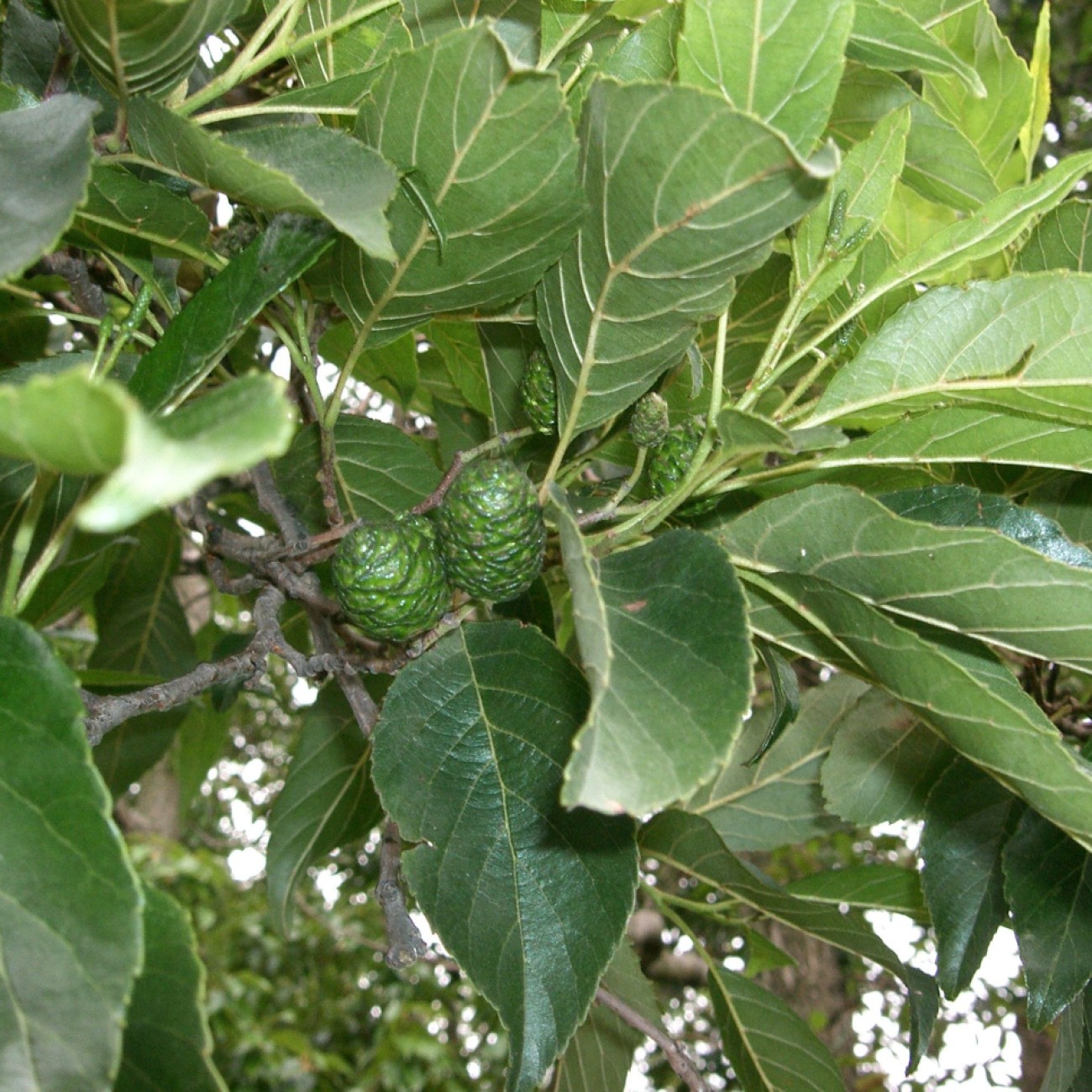 seaside alder (Alnus maritima) plant — close-up photo