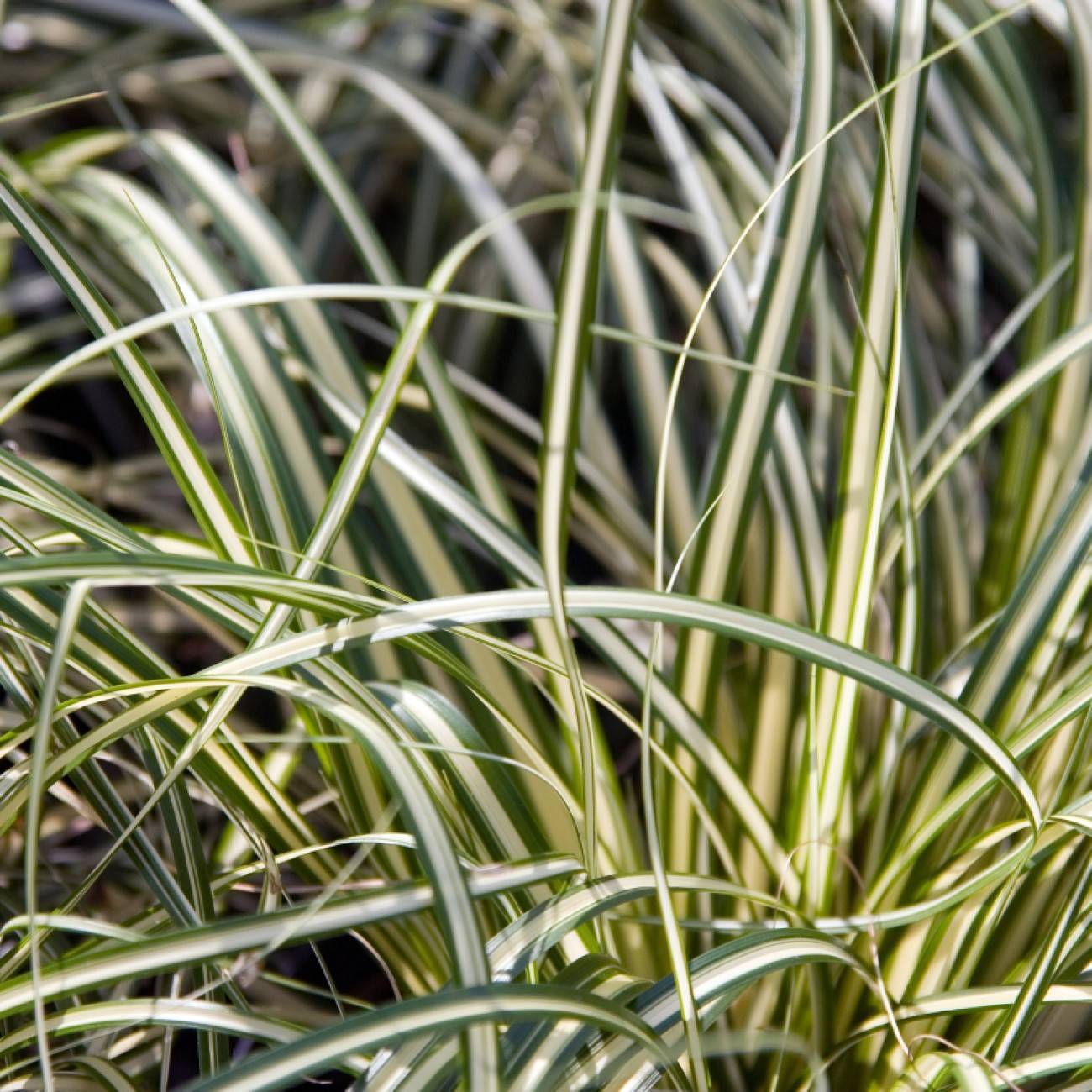 sedge (Carex oshimensis 'CarFit01' EVERCOLOR EVEREST) plant — close-up photo