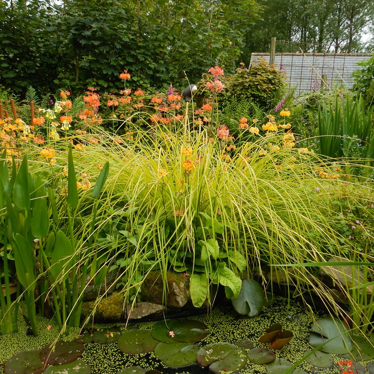 sedge (Carex oshimensis 'Everillo') plant — close-up photo