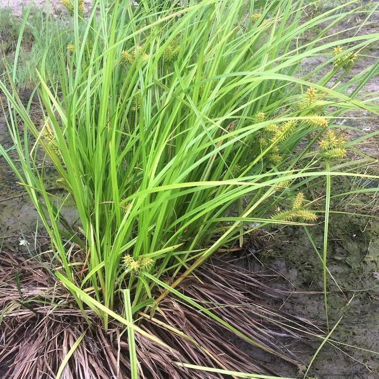 sedge (Carex 'Phoenix Green') plant — close-up photo