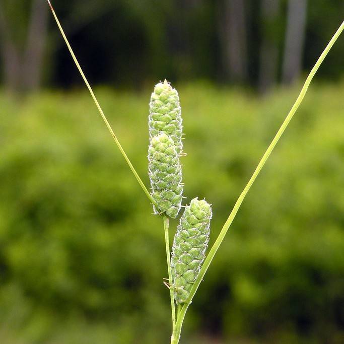 sedge (Carex swanii) plant — close-up photo