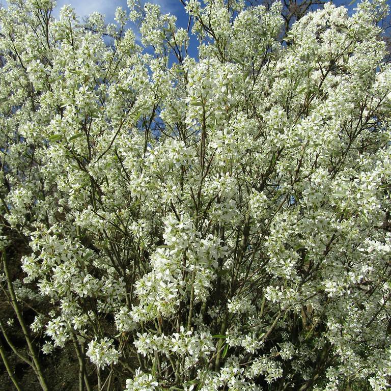 serviceberry (Amelanchier canadensis 'Glenn Form' RAINBOW PILLAR) plant — close-up photo