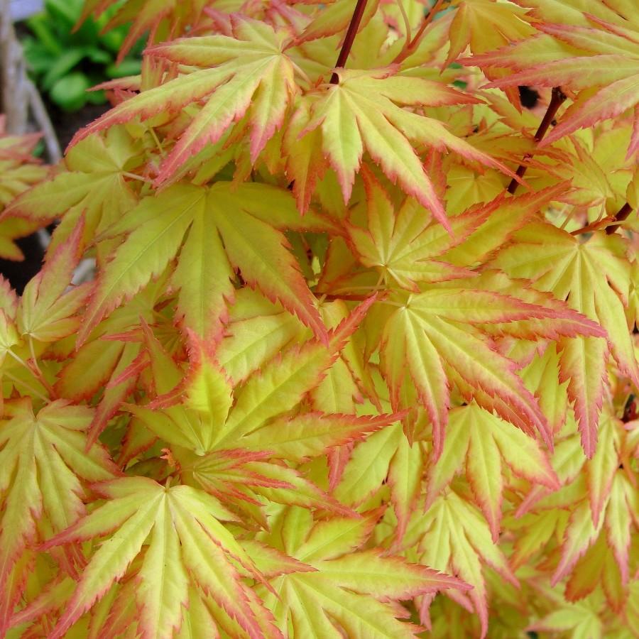 Shishio Hime Japanese Maple* (Acer palmatum 'Shishio Hime') plant — close-up photo