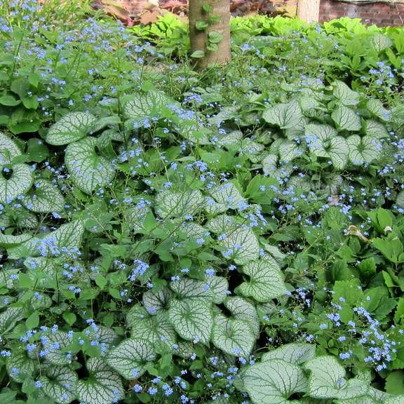 Siberian bugloss (Brunnera macrophylla 'Alexander's Great') plant — close-up photo