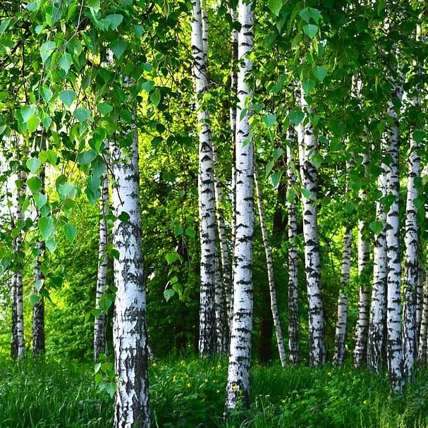 silver birch (Betula pendula MAGICAL GLOBE) plant — close-up photo